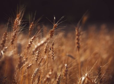 Gün batımında buğday tarlası