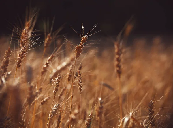 Gün batımında buğday tarlası