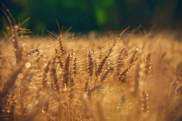 Gün batımında buğday tarlası