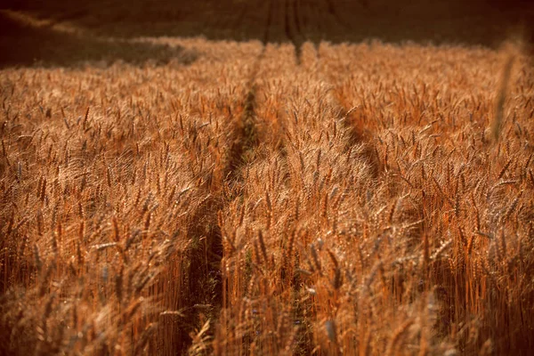 Золотое пшеничное поле на закате — стоковое фото