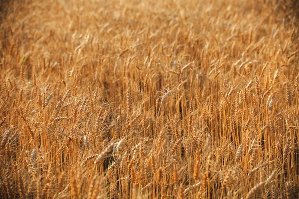 Золоте пшеничне поле на заході сонця — стокове фото