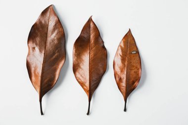 Beyaz arkaplanda kuru yapraklar