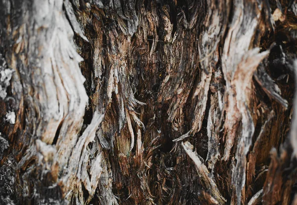 Close-up de fundo de madeira — Fotografia de Stock