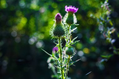 pembe çiçekli bitki Kasıkotu yakın çekim