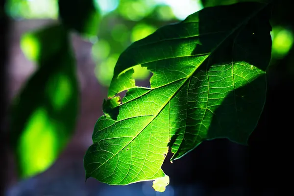 Folha verde no fundo do sol — Fotografia de Stock