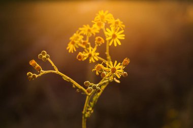 Gün batımında güneş altında bir açıklıkta sarı çiçekler açar 