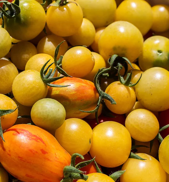 Yellow cherry tomato background — Stock Photo, Image