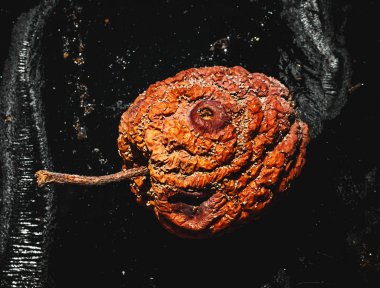 siyah arka planda çürük elma 