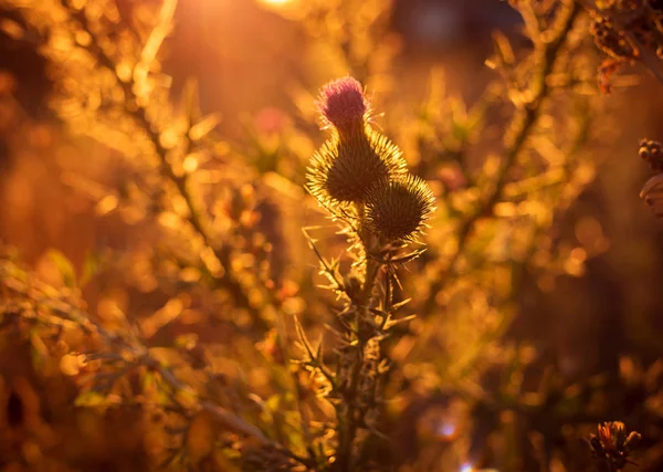 Gula blommor blomma i en glänta i solskenet vid solnedgången på — Stockfoto