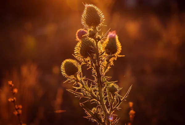 Gula blommor blomma i en glänta i solskenet vid solnedgången på — Stockfoto