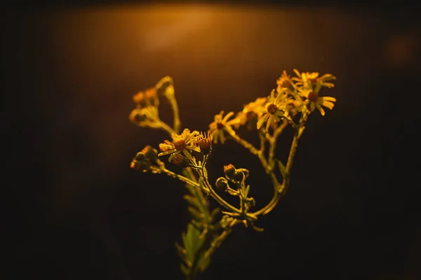 Желтые цветы расцветают в лучах солнца на закате — стоковое фото