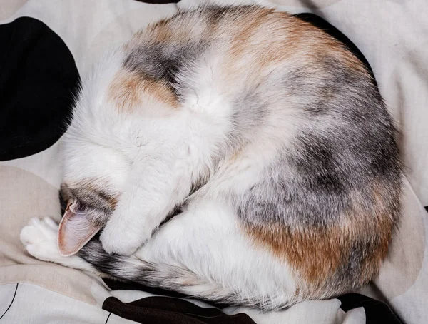 Nahaufnahme lustiges schlafendes Kätzchen — Stockfoto