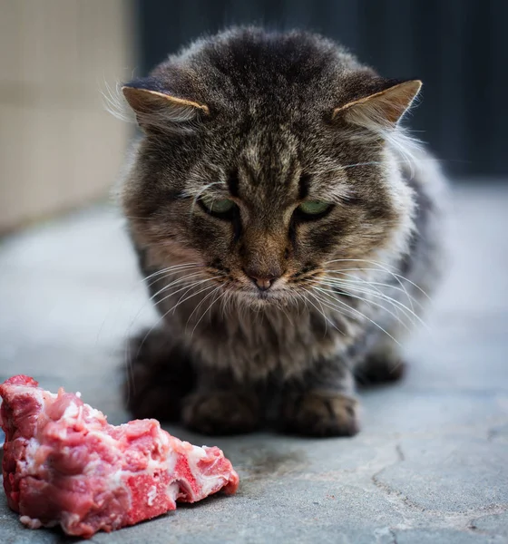 Senzatetto sporco gatto sta mangiando carne — Foto Stock