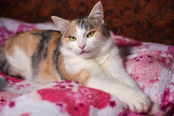 Niedliche Katze ruht auf der lila Decke — Stockfoto