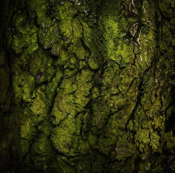 Textura de madeira áspera verde velha — Fotografia de Stock