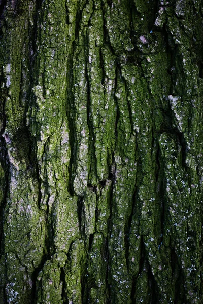 Textura de madeira áspera verde velha — Fotografia de Stock