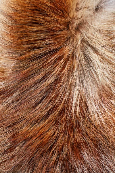 Texture of fur — Stock Photo, Image
