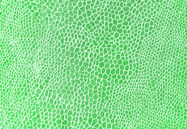 Sürüngenler timsah veya yılan gibi cilt