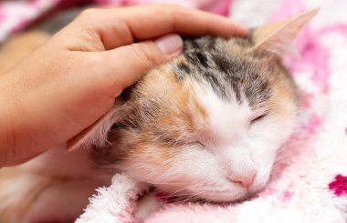 Hayvanları sev. Kediyi okşayan bir kadın