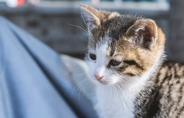 Pequeno sem-teto gatinho na rua — Fotografia de Stock