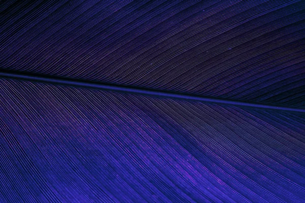 Skeleton leaf background with details. Macro. Classic blue - col