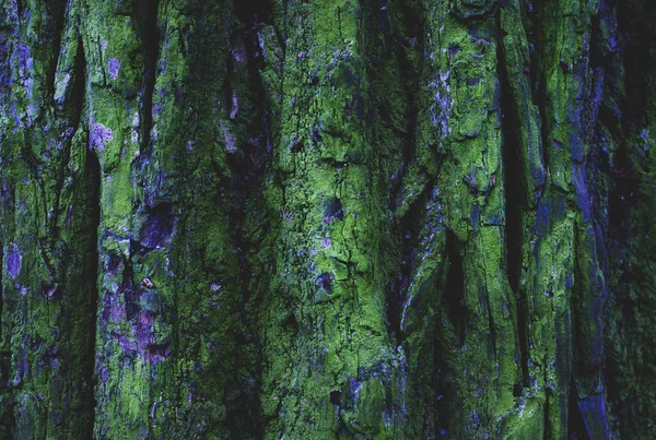 Árvore de musgo verde — Fotografia de Stock