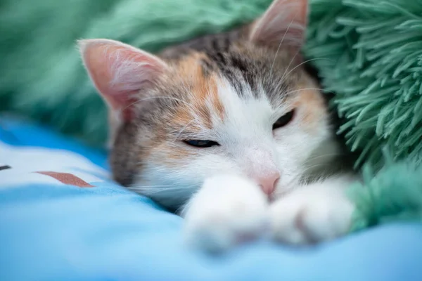 Frozen Cat Sleeps Blanket — Stock Photo, Image