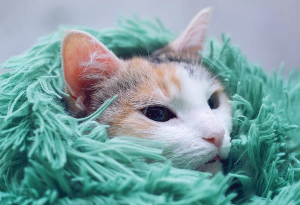 Roztomilý Funny Kočka Zabalená Měkký Pléd — Stock fotografie