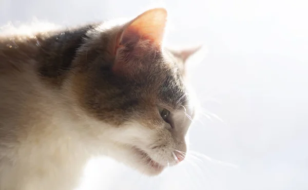 Portrait Cat Light Background — Stock Photo, Image