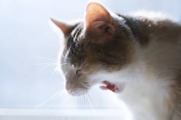 光の背景に美しい猫のあくび — ストック写真