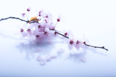 Dalın üzerinde pembe çiçekler açar. Bahar tebrik kartı.