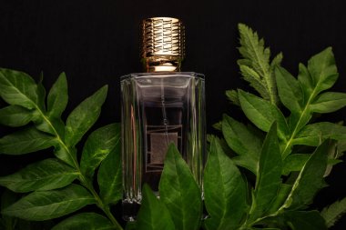 Siyah arka planda tropik yeşil yapraklar olan parfüm yakın plan.