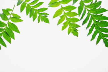 Beyaz arka planda yeşil yaprak dalları. düz yat, üst hayat