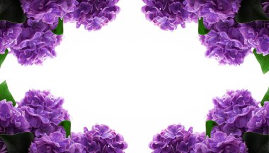 Beyaz arkaplanda yazı için yeri olan leylak çiçekleri çerçevesi. Düz yatış, üst görünüm