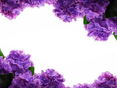 Beyaz arkaplanda yazı için yeri olan leylak çiçekleri çerçevesi. Düz yatış, üst görünüm