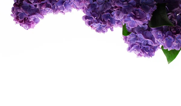 紫丁香花边 一束紫色的花在白色的背景上被分离出来 从上往下看 平铺概念 — 图库照片