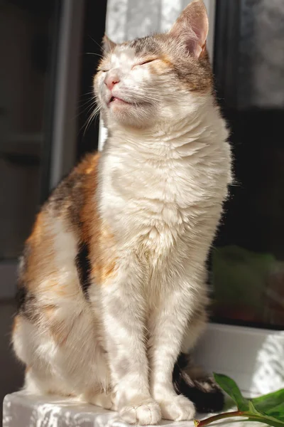 Katze Liegt Auf Dem Tisch Und Genießt Die Sonne — Stockfoto