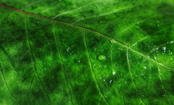 Hermosa Hoja Verde Con Gotas Agua — Foto de Stock