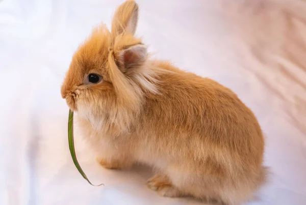 Röd Kanin Äter Grönt Löv — Stockfoto