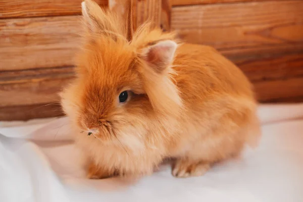 Portrait Easter Bunny Rabbit — Stock Photo, Image