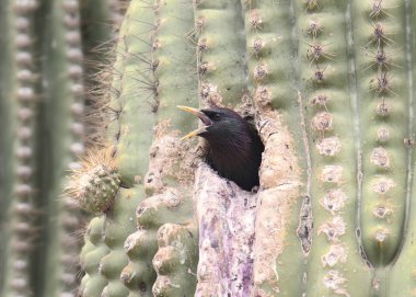 Avrupa Sığırcığı, saguaro kaktüsündeki bir oyuk yuvasından (sturnus vulgaris) zirveye çıkar)