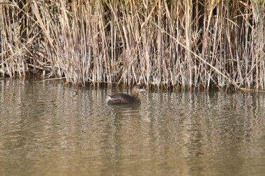Pied-bill Grebe (podilymbus podiceps)
