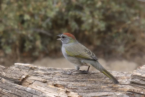 Zöldfarkú Towhee Piplio Chlorurus — Stock Fotó