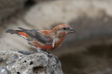 Kızıl Çapraz Gagalı (erkek) (Loxia curvirostra)