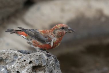 Red Crossbill (male) (loxia curvirostra) clipart