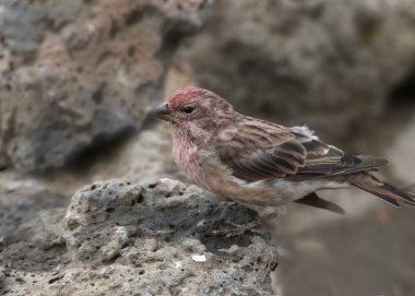 Cassin 's Finch (erkek) (haemorhous cassini)) 