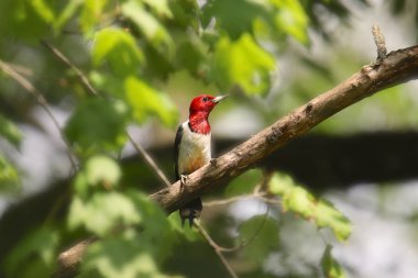Kızıl başlı ağaçkakan (melanerpes erythrocephalus)