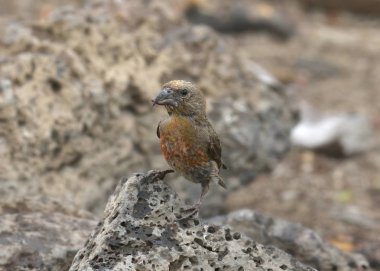 Red Crossbill (ilk yıl) (Loxia curvirostra)