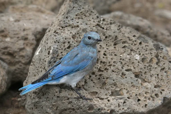 Горная Голубая Птица Самцы Sialia Currucoides — стоковое фото