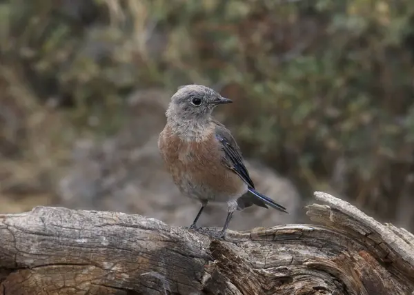 Westelijke Bluebird Vrouwtje Siala Mexicana — Stockfoto